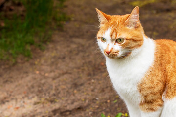 A two-tone red white domestic pet cat with an expressive look while walking. 