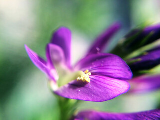 Purple flower close-up. Blurred macro photo of blooming flower petals.