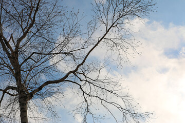 Fototapeta na wymiar 空と雲と伸びた枝