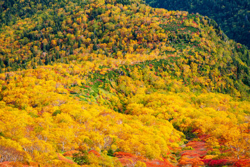 Fototapeta premium 大雪山国立公園黒岳の紅葉