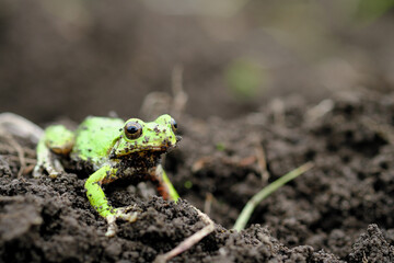 遠くを見つめるアマガエル
