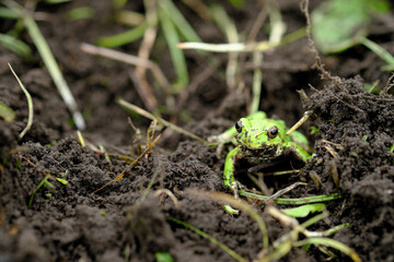 畑にいる緑のカエル