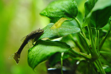 アヌビアスナナの藻を食べるオトシンネグロ