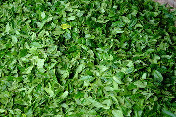 Obraz premium 美しいお茶の葉の緑