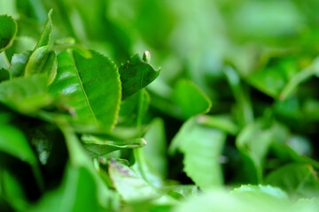 収穫したお茶の葉