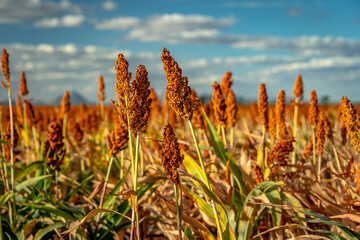 Closeup of a sorghum plant growing in a field - obrazy, fototapety, plakaty
