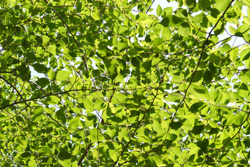 Fototapeta na wymiar 木の葉
