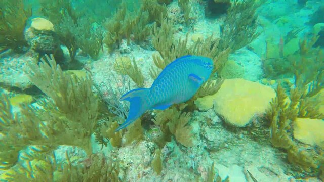Close up of blue parrotfish swimming underwater in coral reef, Bermuda