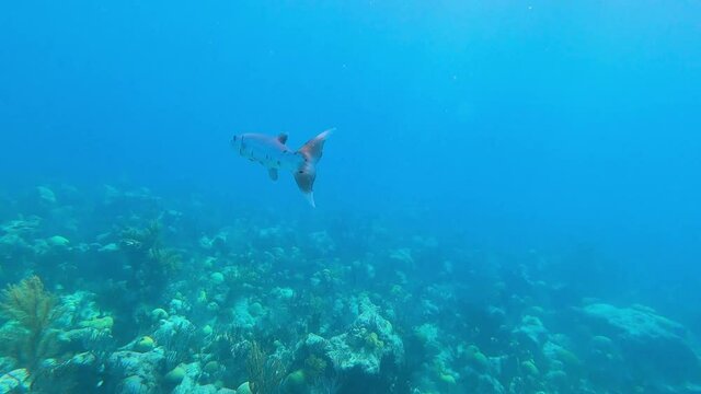 Close up of single yellowtail pickhandle barracuda fish swimming over coral reef