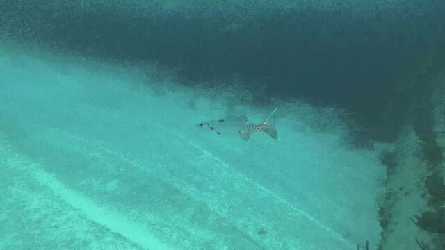 Single pickhandle yellowtail barracuda swimming underwater near shipwreck