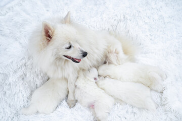 Mom dog feeds breast milk puppies. breeding dogs breed Japanese Spitz. 