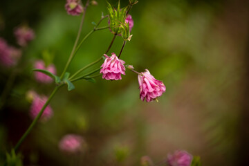 Pink flower with petals in bell shape, on green background