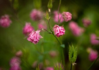 Pink flower with petals in bell shape, on green background