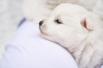 Japanese Spitz puppy on man's shoulder. cute white fluffy dogs. 