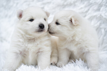 puppies. two cute Japanese spitz on white coverlet