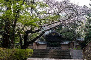 桜が咲く寺院