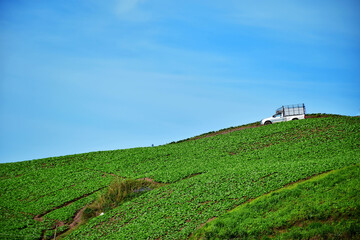 Fototapeta na wymiar Greens Cabbage field on the mountain