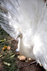 White peacock close-up