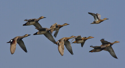 gadwall duck flying over the sky