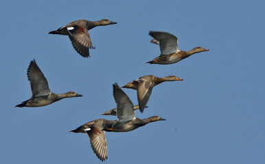 gadwall duck flying over the sky