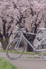Fototapeta na wymiar 自転車と桜