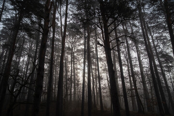 Fototapeta na wymiar Trees growing in forest in foggy morning
