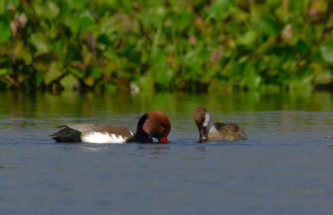 red-crested pochard bird in a lake