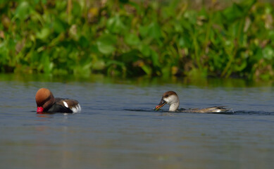 red-crested pochard bird in a lake