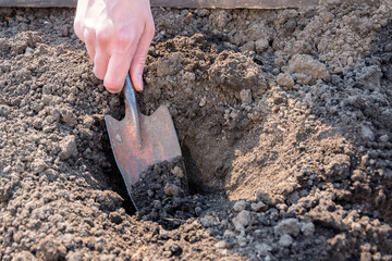 Spring planting of seedlings, small green vegetables, in the ground, soil. A hand holding a small old shovel or scoop