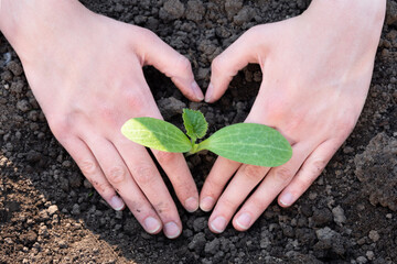 World soil day concept: human hands in the shape of a heart with a small sprout in the soil. Spring planting