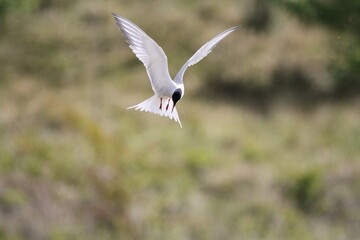 Fototapeta premium Common Tern hovering before plunge diving to catch fish.