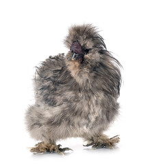 Silkie in studio