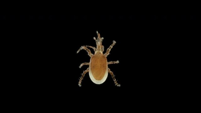 Predatory mite Macrocheles robustulus under a microscope, family Macrochelidae. Used to control plant pests: thrips, insect larvae, Sciaridae ...