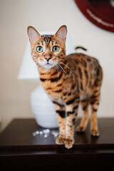 striped cat on the nightstand near a white table lamp. 