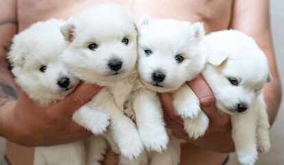four Japanese Spitz puppies in the hands of a man. small cute white fluffy dogs.