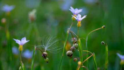 small flower park and garden in japan