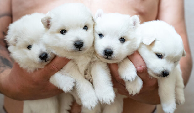 496 Best Japanese Spitz Images Stock Photos Vectors Adobe Stock 496 Best Japanese Spitz Images Stock Photos Vectors Adobe Stock