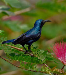 purple sunbird male bird perching on a flower
