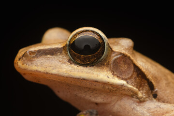 frog on a black background