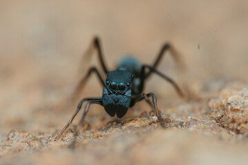 ant on a macro