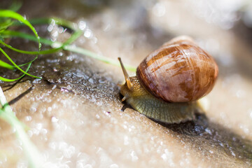 Large white snails-mollusks with a brown striped shell, crawling on rocks in the sun. Snail close - up in the natural environment,