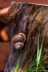Large white snails-mollusks with a brown striped shell, crawling on rocks in the sun. Snail close - up in the natural environment,