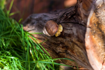 Large white snails-mollusks with a brown striped shell, crawling on rocks in the sun. Snail close - up in the natural environment,