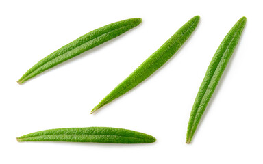 Rosemary isolated. Top view rosemary leaf set on white background. Top view green rosemary herbs isolated on white.