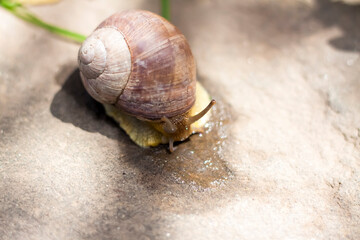 Large white snails-mollusks with a brown striped shell, crawling on rocks in the sun. Snail close - up in the natural environment,