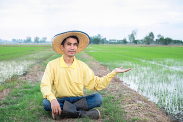 Naklejka na ściany i meble Asian farmers wear yellow shirts sitting and raise up hands at the green farm. Image for presentation.