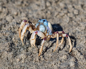 Soldier Crab (Mictyris longicarpus) - known as “Easter Egg on Legs” - NSW, Australia