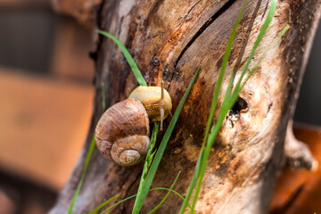 Large white snails-mollusks with a brown striped shell, crawling on rocks in the sun. Snail close - up in the natural environment,