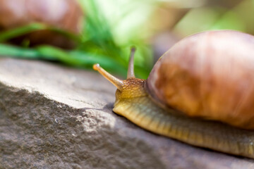 Large white snails-mollusks with a brown striped shell, crawling on rocks in the sun. Snail close - up in the natural environment,