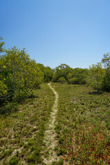 Fototapeta na wymiar Sandy pathway through the grass to the mangrove wetlands